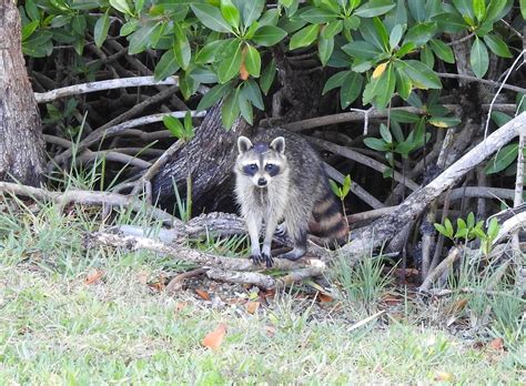 Image result for Raccoon Scats Identification Chart