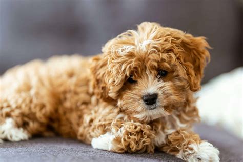 Cavapoo Puppies Breeders に対する画像結果