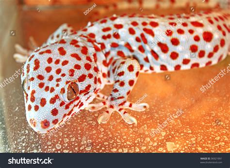 Image result for Toxic Lizard