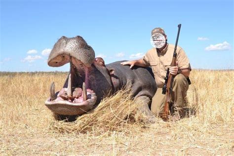 Hippo Predators-এর ছবি ফলাফল