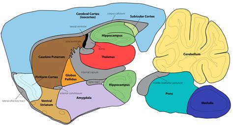 Mouse Brain Map Visual Cortex ಗಾಗಿ ಇಮೇಜ್ ಫಲಿತಾಂಶ