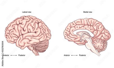 Résultat d’images pour Brain Side View Vector