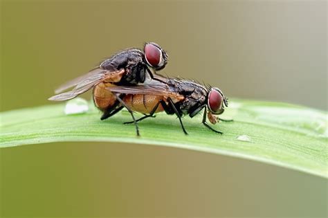 Image result for How Do Flies Procreate