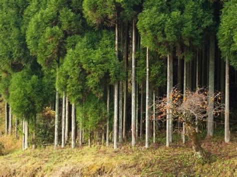 Image result for Cedar Tree Root System