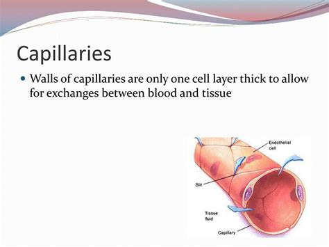 Image result for What Is a Capillary Bleed