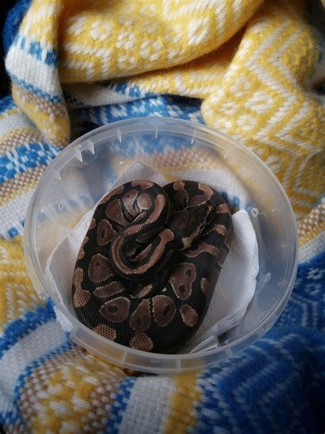 Toradh íomhá ar Ball Python Snake PFP