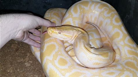 Angry Python に対する画像結果