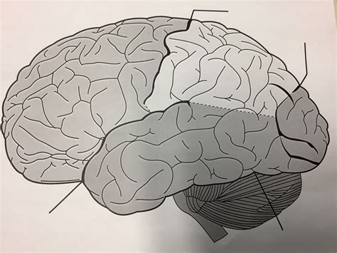 Nervous system Diagram | Quizlet