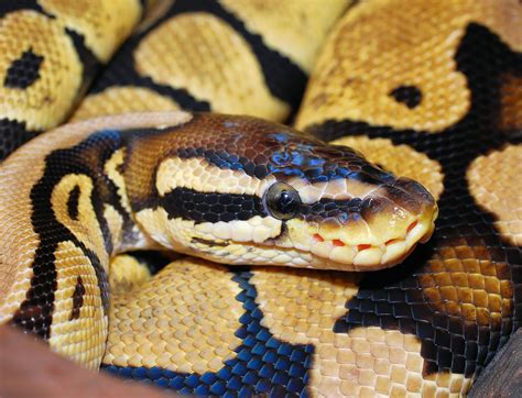 Afbeeldingsresultaten voor Pet Snake Ball Python