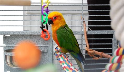 The Best Conure Cage for 2022 - Bird Nature