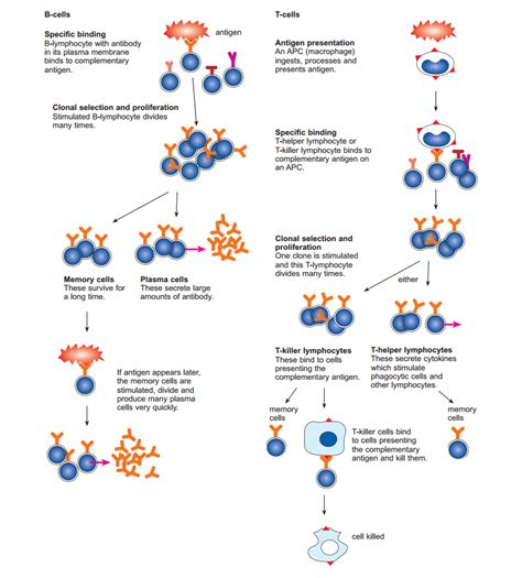 Image result for Immunity Biology