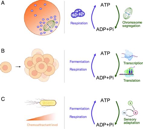 Image result for Popular Cell Processes