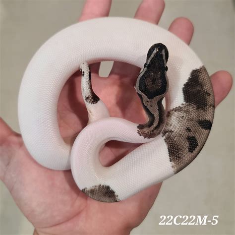 Image result for Axanthic Pied Ball Python