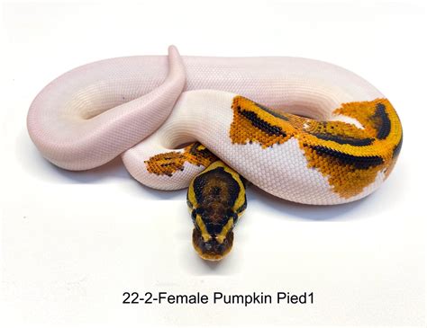 Afbeeldingsresultaten voor Pumpkin Pie Ball Python