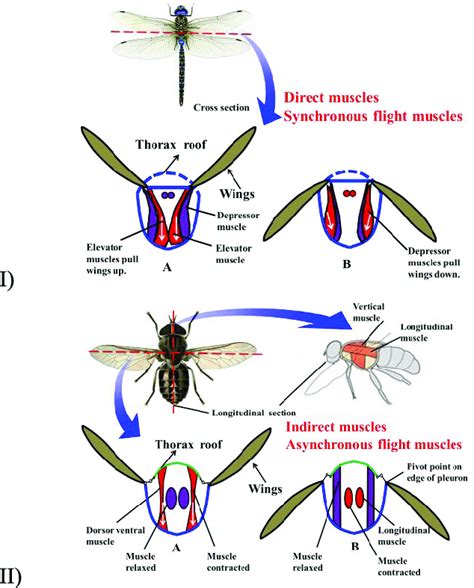 Toradh íomhá ar Synchronous Vs. Asynchronous Muscles Insects