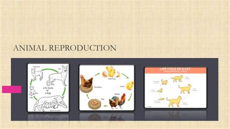 How Do Animals Produce Offspring に対する画像結果