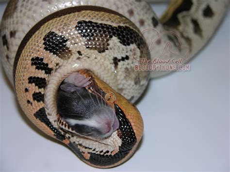 Image result for Short-Tailed Python Food Chart