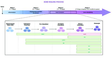 Image result for Process Bone
