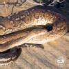 Image result for Anchieas Dwarf Python