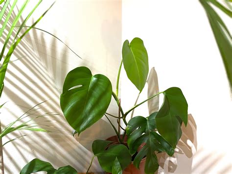 Image result for Unity Denhere