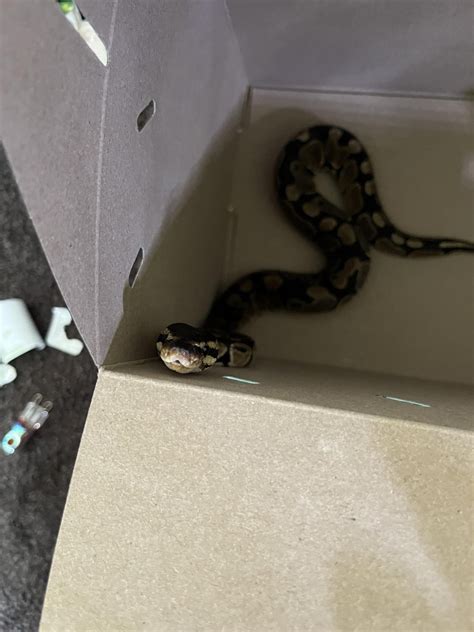 Pet Python Tank に対する画像結果
