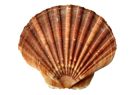 Shell Texture PNG Transparent ಗಾಗಿ ಇಮೇಜ್ ಫಲಿತಾಂಶ