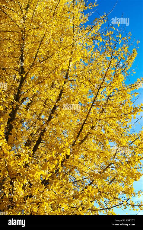 Image result for Ginkgo Tree Fall Color