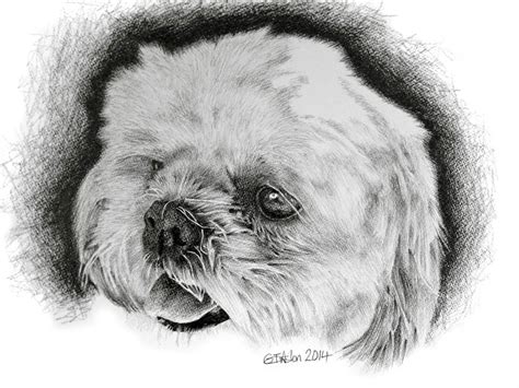 Toradh íomhá ar Bichon Drawing