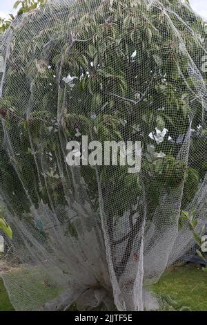 Image result for Put Bird Net Over Fruit Tree
