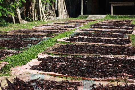 Image result for Growing Vanilla Beans