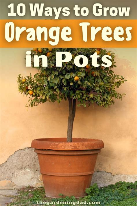 Image result for Grow Orange Tree in Pot