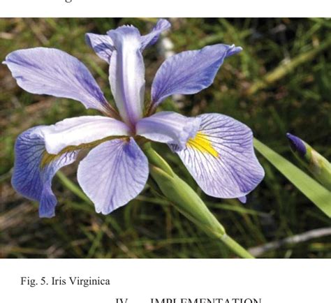 Image result for Classification of Iris Dataset