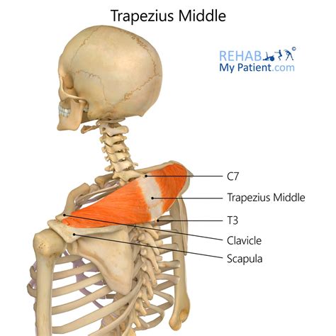 Image result for Trapezius Trigger Point Pain