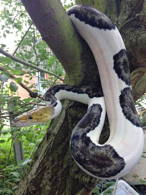 Pied Reticulated Python に対する画像結果