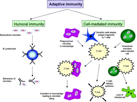 Afbeeldingsresultaten voor Adaptive Immunity Flow Chart