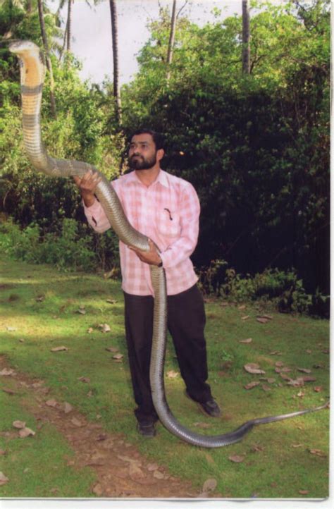 King Cobra Python Legnth に対する画像結果