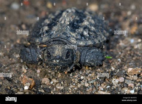 Florida Common Snapping Turtle-साठीचा प्रतिमा निकाल