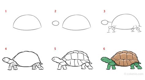 Toradh íomhá ar Turtle Drawing Step by Step