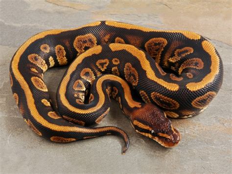 Toradh íomhá ar Mail Ball Python