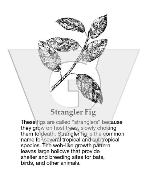 Image result for Strangler Fig Home Decor