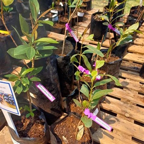 Afbeeldingsresultaten voor Planting Design of Java Plum