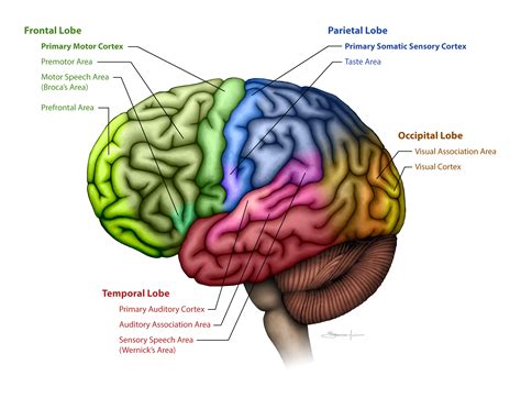 Toradh íomhá ar Lateral Integration Primary Visual Cortex