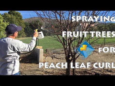 Image result for Homemade Peach Tree Spray
