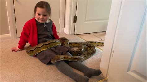 Image result for Big Reticulated Python Handling