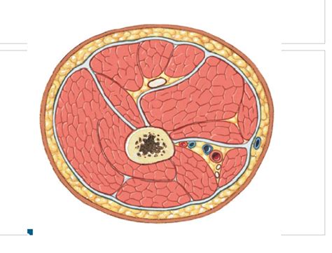 Afbeeldingsresultaten voor USS Cobia Cross Section Diagram