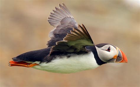 Image result for Puffin bird