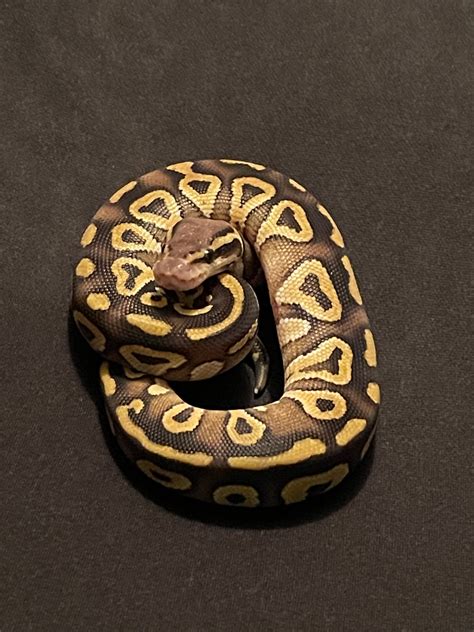 Toradh íomhá ar Mojave Ball Python