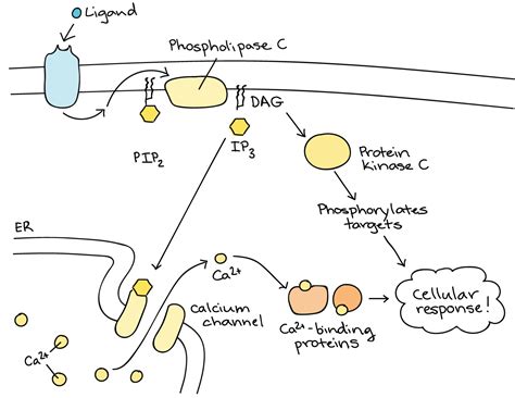Afbeeldingsresultaten voor Cell Signaling Cascade