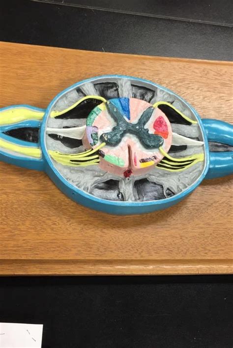 Spinal Cord Structure and Function に対する画像結果