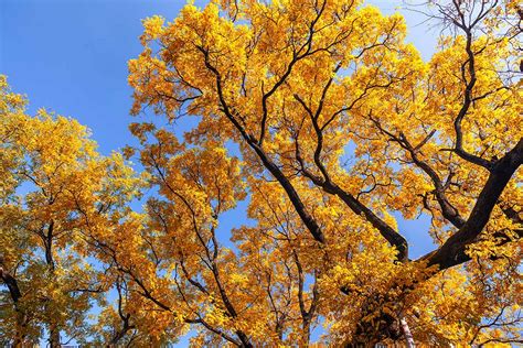Image result for Ginkgo Tree Fall Color